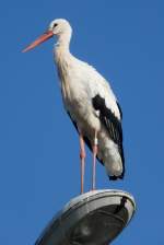 Ein Storch hoch oben auf einer Straenlaterne am Rastplatz Hoch-Knigsburg, 2011-09-30