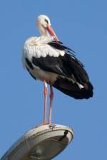 Ein Storch putzt sich das Gefieder hoch oben auf einer Straenlaterne am Rastplatz Hoch-Knigsburg, 2011-09-30