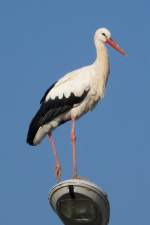 Ein Storch hoch oben auf einer Straenlaterne am Rastplatz Hoch-Knigsburg, 2011-09-30