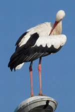 Ein Storch putzt sich das Gefieder hoch oben auf einer Straenlaterne am Rastplatz Hoch-Knigsburg, 2011-09-30