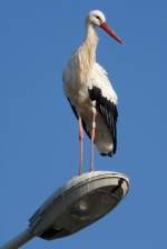 Ein Storch hoch oben auf einer Straenlaterne am Rastplatz Hoch-Knigsburg, 2011-09-30