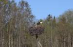 Bei der Durchfahrt in Lettland sah ich bei Rikanday am 2.5.2012 dieses Storchennest.