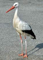 Storch an einem Autobahnparkplatz bei Utrecht - 23.07.2013