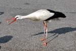 Zutraulicher Storch beim Betteln auf einem Autobahnparkplatz bei Utrecht, hier beim Fangen eines Kekses aus der Luft - 23.07.2013