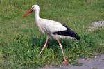 Storch am Autobahnparkplatz bei Utrecht - 23.07.2013