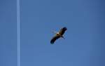 Storch ber Hochstadt am 05.05.2014.