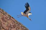 Storch beim Abflug (SILVES, Distrikt Faro/Portugal, 06.05.2014)