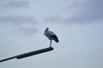 Hier ist der Storch aus Waat nun auf seinen  Hochsitz  der Straenbogenlampe und macht sich fertig fr die Nacht.