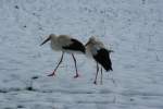 Sind Schweizer Strche hrter oder fauler als andere Strche?! Vier Weistrche stehen tglich im Schnee auf einer groe Wiese neben einem Wohnquartier am Rand von