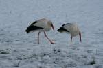 Sind Schweizer Strche hrter oder fauler als andere Strche?! Vier Weistrche stehen tglich im Schnee auf einer groe Wiese neben einem Wohnquartier am Rand von