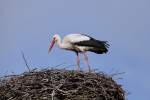 Ein Storch auf seinem Nest.