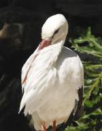 Weistorch (Ciconia ciconia) in Los Palmitos, Gran Canaria, Spanien.