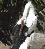 Weistorch (Ciconia ciconia) in Los Palmitos, Gran Canaria, Spanien.