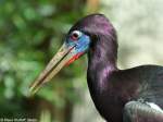 Abdimstorch oder Regenstorch (Ciconia abdimii) im Zoo Hluboka /Tschechien