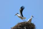 Jungstorch-Geschwisterpaar hebt aus dem elterlichen Nest ab.