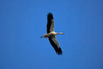 Storch mit seltsamen Verletzungen unter den Schwingen und im Gesicht.