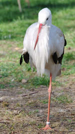 Ein Europäischer Weißstorch steht auf einem Bein.
