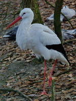 Ein Weistorch im Zoo Wuppertal.