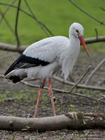 Ein Weistorch Anfang April 2017 im Zoo Dresden.