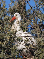 Ein Storch versteckt sich im Gest.