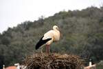 Storch im Nest am Rio Arade (PORTUGAL - Silves, 17.03.2022)
