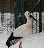 Schwarzschnabelstorch (Ciconia boyciana) am 9.1.2010 im Tierpark Berlin.