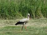 Gevatter Storch