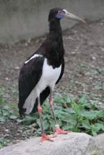 Abdimstorch (Ciconia abdimii) am 26.4.2010 im Vogelpark Eggenstein-Leopoldshafen.