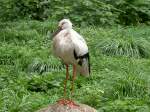 Dieser Storch, ein Maguaristorch (Ciconia maguari) hat sich aus den Anden in den Zoo von Shanghai verirrt.