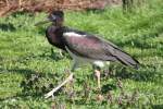 Abdimstorch (Ciconia abdimii) im Tierpark Berlin.