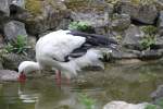 Weistorch (Ciconia ciconia) bei der Nahrungssuche.