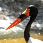 Sattelstorch (Ephippiorhynchus senegalensis) in Los Palmitos, Gran Canaria, Spanien.