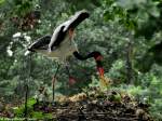 Sattelstorch (Ephippiorhynchus senegalensis).