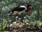 Sattelstorch (Ephippiorhynchus senegalensis).