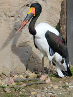 Ein Sattelstorch im Oktober 2013 im Zoom Gelsenkirchen.