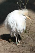 Kuhreiher (Bubulcus ibis) im Tierpark Berlin.