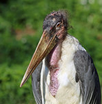 Marabu - 12.09.2016 Zoo Berlin