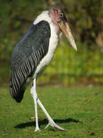 Ein Marabu im Dortmunder Zoo.