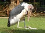 Marabu im Rostocker Zoo am 02.06.2016