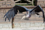 Eine fliegender Marabu whrend der Vorfhrung im Zoo Madrid.