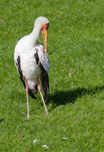 Afrikanischer Marabu am 14.09.2021 im Tierpark Hagenbeck in Hamburg.