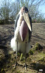 Dieser afrikanischer Marabu (Leptoptilus cruminiferus) schreitet durch ein groes Gehege im Tierpark Nordhorn.