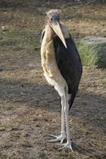 Marabu (Leptoptilos crumeniferus) am 11.3.2010 im Zoo Berlin.