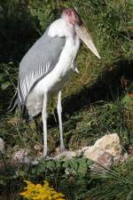 Marabu (Leptoptilos crumeniferus) am 13.9.2010 im Toronto Zoo.