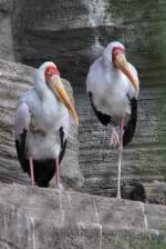 Nimmersatt (Mycteria ibis) am 26.6.2010 im Leipziger Zoo.