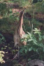 Rohrdommel (Botaurus stellaris) am 1.6.1992 im Zoo Berlin.