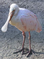 Ein Rosalffler, abgelichtet im Dezember 2011 im Zoo Barcelona.