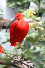 Scharlachsichler (Eudocimus ruber) am 3.8.2010 im Frankfurter Zoo.