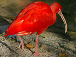 Ein roter Sichler im Zoo Wuppertal.