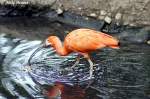 Scharlachsichler, auch Roter Ibis, Scharlach-Ibis und Roter Sichler genannt.